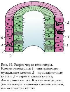 Кракен маркет даркнет только через тор