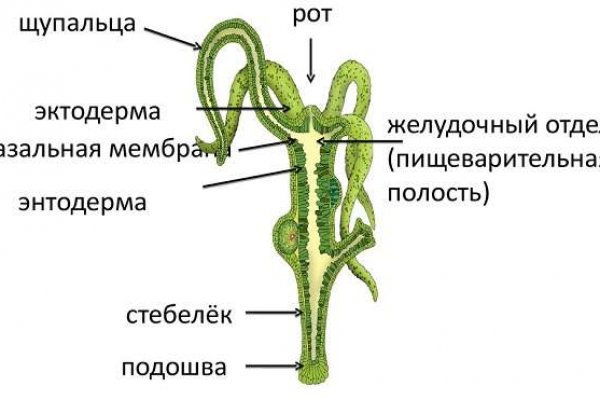 Как выводить деньги с кракена